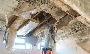 Environmental Consulting for Mold Prevention in Independence, WI